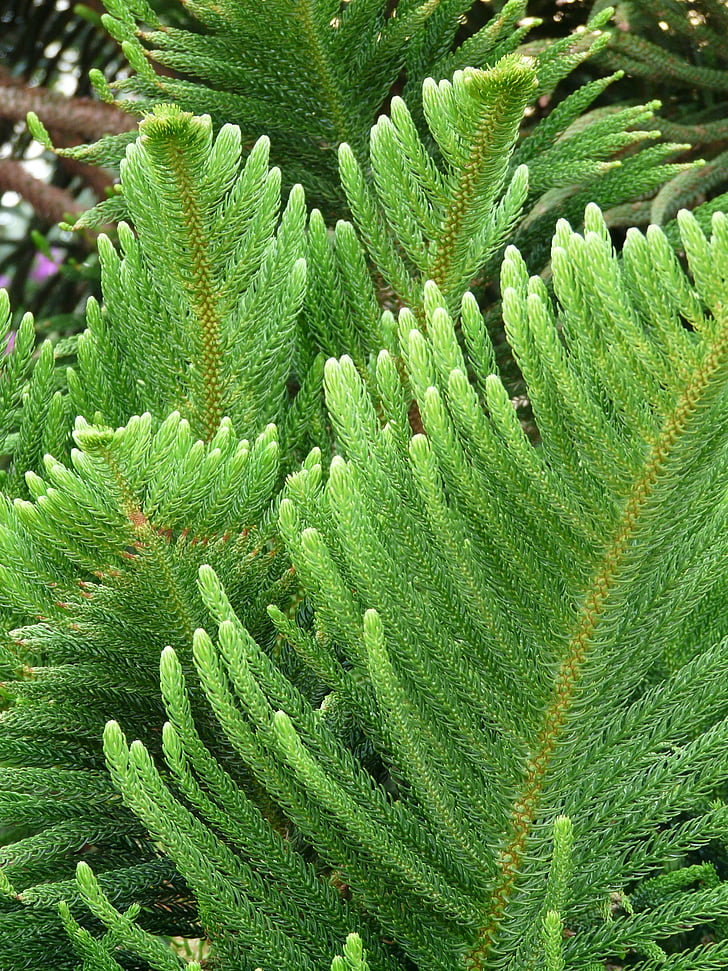 větev, jehly, výrazný, Araucaria heterophylla, Norfolk borovice, Araucaria, Araucaria rodina