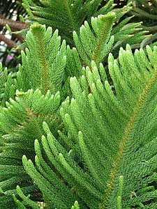 gren, nåler, karakteristiske, Araucaria heterophylla, Norfolk furu, Araucaria, Araucaria familie