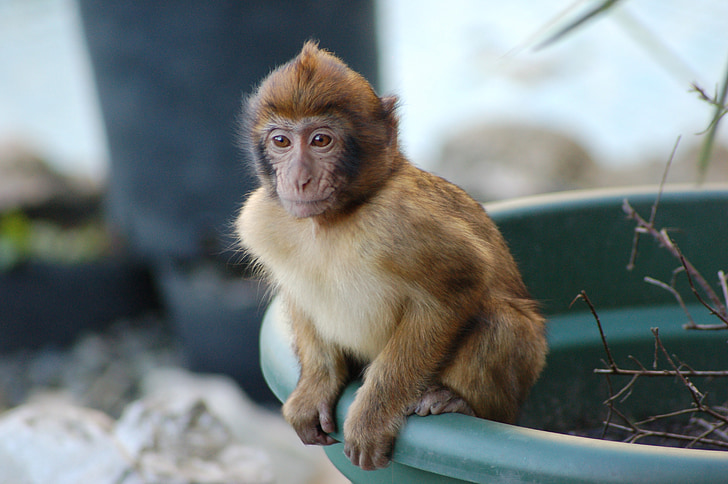 Macaque, jeune, Barbary, assis, pot, primate, visage