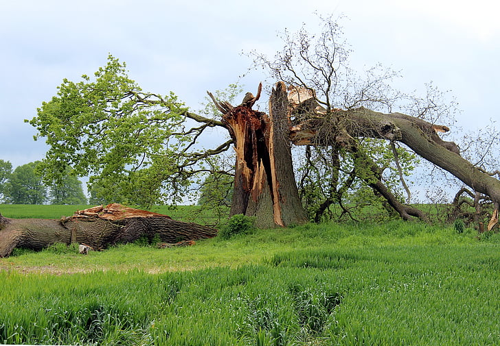 kerusakan badai, Oak, pohon istirahat, dibatalkan, tertekuk, ke depan, kerusakan