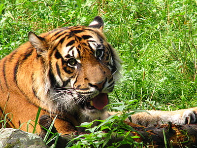 Tigre, mundo animal, gato, Parque zoológico