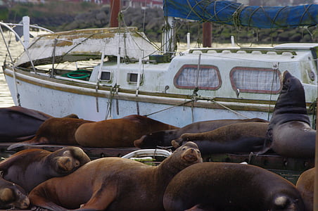 Sea lion, Dock, zviera, Príroda, voľne žijúcich živočíchov, Marine, Pacific