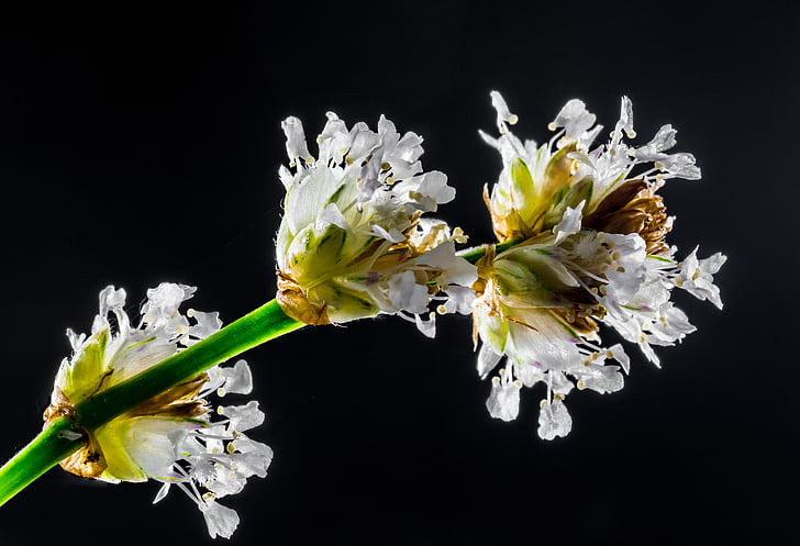 μικρό λουλούδι, Αγριολούλουδο, λευκό, άνθος, άνθιση, blueme, μακροεντολή