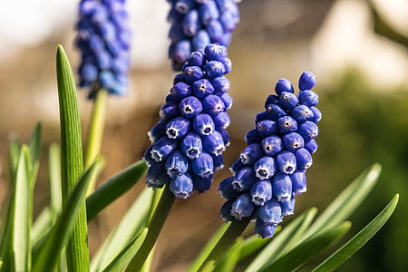 spring, flower, hyacinth, blue, grape, garden, bloom