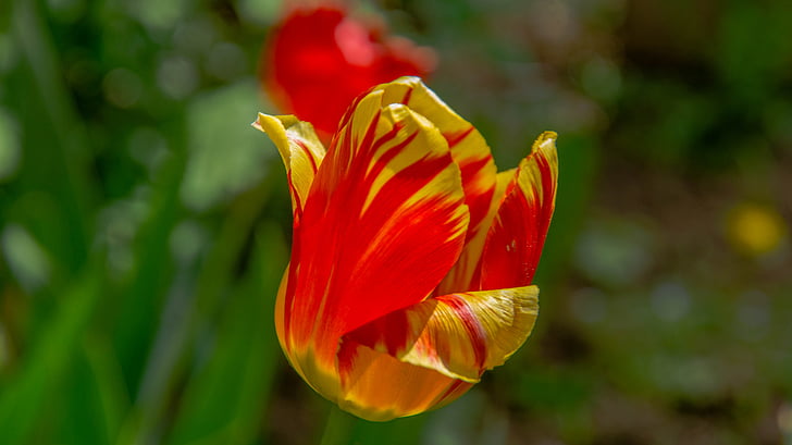 Tulip, cerah, lembar, bunga, mekar, hari, cerah