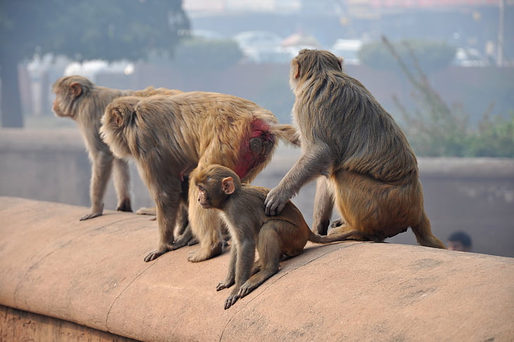πιθήκους, μαϊμού, μακάκοι, οικογένεια, ζώα, Ινδία