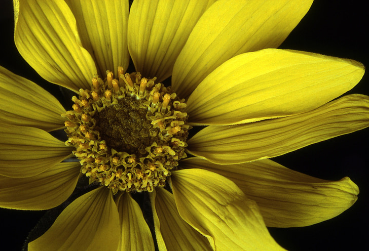 arrowleaf balsamroot, cvet, cvet, cvet, cvetnih listov, rumena, rastlin
