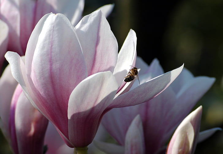 wiosna, Magnolia, Pszczoła, Flora, fauna, kwiat, owad
