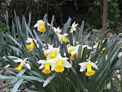 Narcisse, jonquille, fleurs de printemps