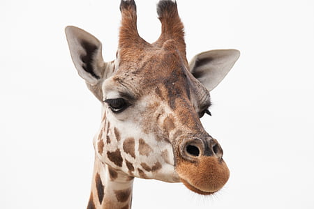 girafa, África, safári, animal, animais de grandes porte, girafas em execução, herbívoros