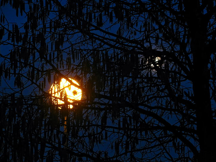 moon, moon shine, moon light, street lamp, hazelnut, tree, trees