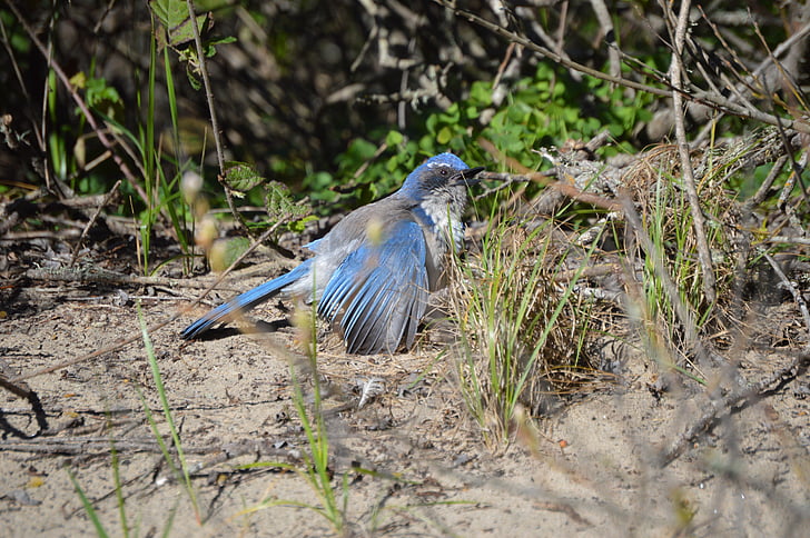Urraca azul, Scrub-jay, pájaro, naturaleza, al aire libre, Parque
