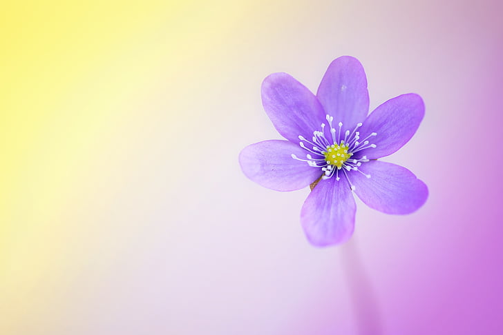 gėlė, žiedų, žydėti, violetinė, Žibuoklė, Pavasario gėlė, pradžioje gama