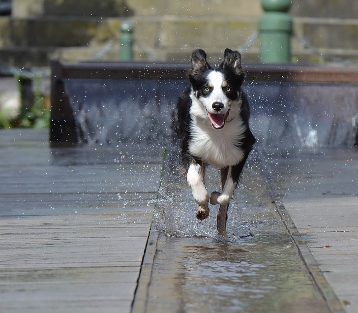 robnik škotski ovčarski pes, vodnjak mesto, tekmovanje v teku pes, staro mestno jedro, vode, vodnjak