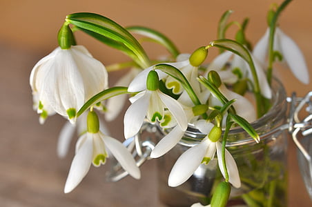 Galanthus, lirio de los valles, flor, planta, flores, Blanco, signos de la primavera