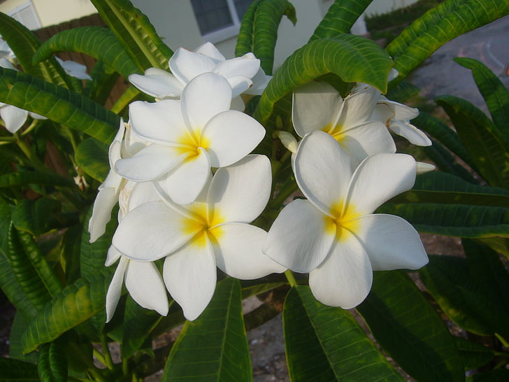 Frangipani, kukka, Plumeria, Temple tree, valkoinen, Tropical, Luonto