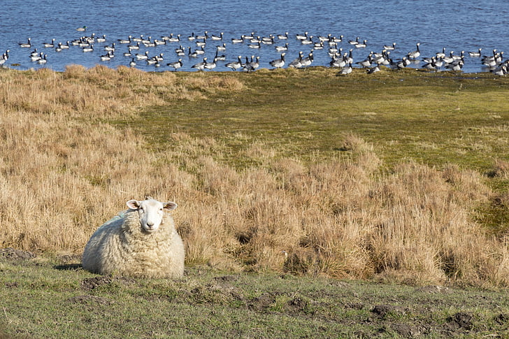 sheep, meadow, pasture, water, sea, dike, coast