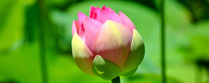Lily, Lotus, blomma, närbild, kronblad, Rosa, vatten trädgård