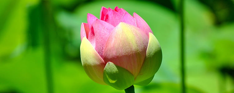 lliri, Lotus, flor, close-up, pètal, Rosa, jardí d'aigua