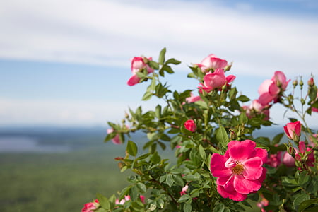 Rosa, Blütenblatt, Blume, in der Nähe, Grün, Grass, tagsüber