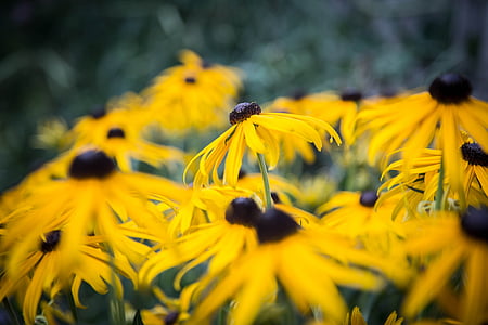 Echinacea, Žluté třapatky, květ, Bloom, zahrada, žlutá, Detailní záběr letní zahrada