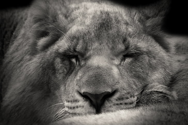Leeuw, slapen, Sweet, Afrika, Safari, buiten, wildlife fotografie