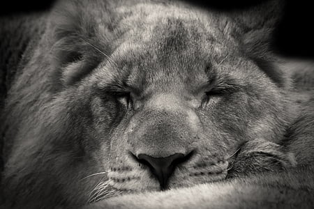 Lev, spí, sladký, Afrika, Safari, Vonkajší, Fotografie prírody