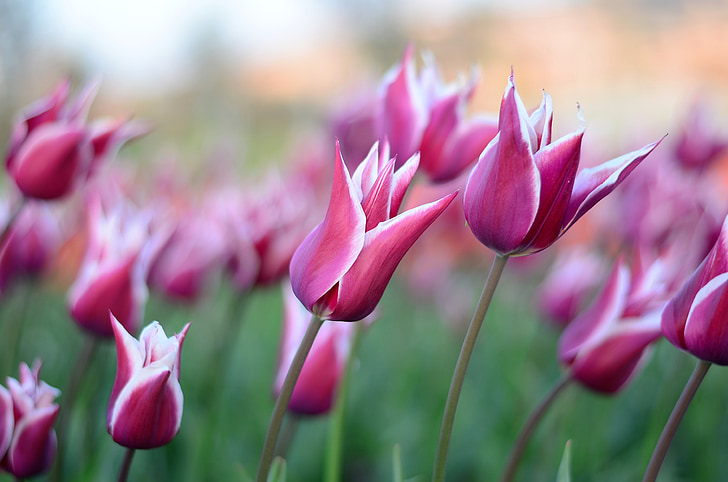 Tulipaner, blomst, makro, close-up, Smuk, forår, grøn