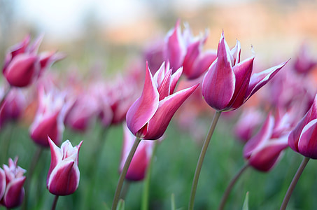 tulipany, kwiat, makro, szczelnie-do góry, piękne, wiosna, zielony