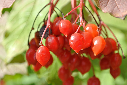 petits fruits, rouge, Rowan, nature, Bush