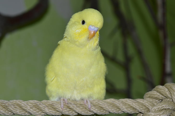 хвилястий Папужка, ziervogel, жовтий