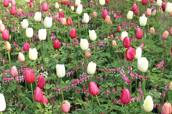 tulipes, Holland, printemps, nature, Tulip, champs de tulipes, Keukenhof