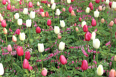 tulips, holland, spring, nature, tulip, tulip fields, keukenhof