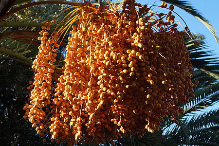 Palm, dátumy, datlová palma, Stredomorská, letné, teplo, plodín