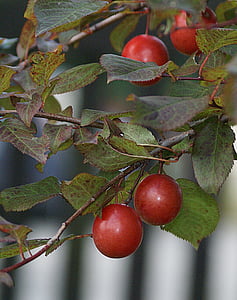 prune, fruits, mature, branche de prunier, permettant une prune, nom, Santa rosa