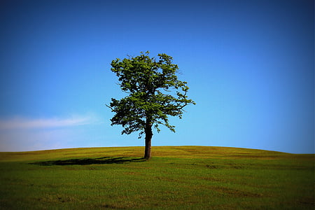 tree, meadow, nature, landscape, grass, pasture, leaves