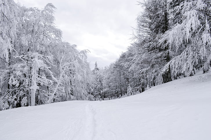 hladno, Prosinac, šuma, Mraz, zamrznuta, LED, krajolik