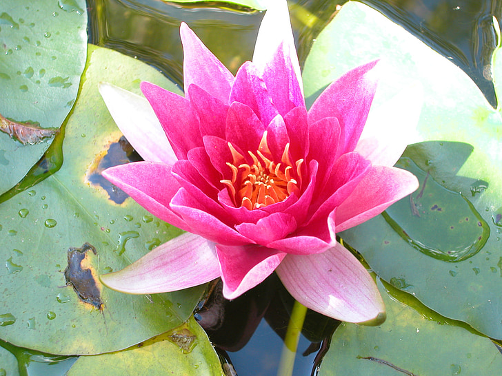 water lily, nước hoa, Hoa