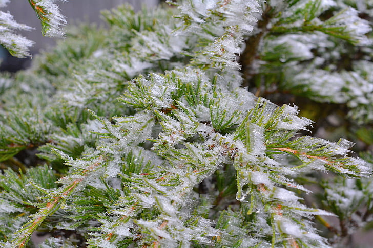 Cedar, gelée blanche, congelés, glace, plante, arbre, fermer