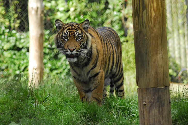 Tiger, Zoo, Tier, Natur, ein Tier, Tiere in freier Wildbahn, Tierthema