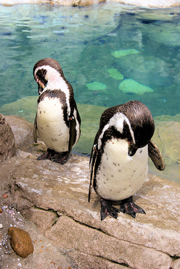 pair, bowing, penguin, tuxedo, bird, black and white, zoo