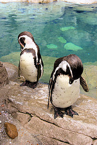 Pasangan, membungkuk, penguin, Tuxedo yang, burung, hitam dan putih, kebun binatang