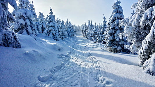 Inverno, montanhas, neve, modo de exibição, árvore de Natal, Inverno nas montanhas, Branco