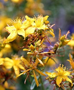 βότανο του Αγίου Ιωάννη, άνθος, άνθιση, Κίτρινο, Αγριολούλουδο, φύση, λουλούδι
