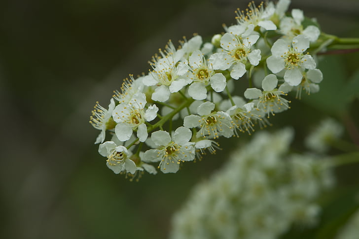 Bílý květ, Jarní květina, Bush, trvalky, wildflower, New england
