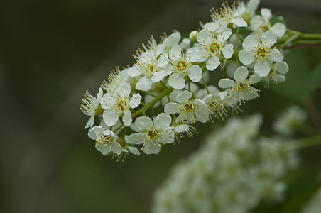 white flower, spring flower, bush, perennial, wildflower, new england