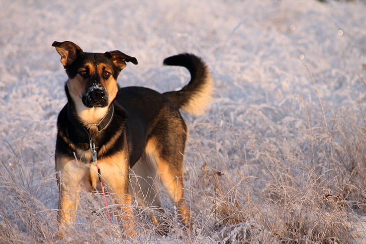 gos, crescut, valent, adorable, l'hivern, neu, gelades