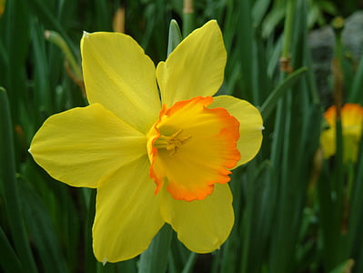 planta, flor amarilla, Narciso occidental