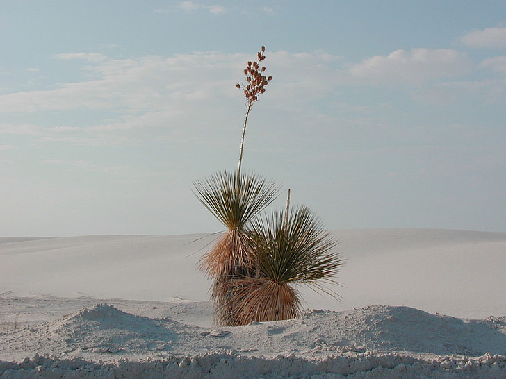 Yucca, kõrbes taim, valge liivaga, kõrbes muru, taim, loodus, Desert
