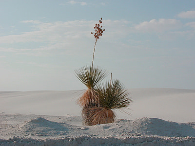 Yucca, planta de deserto, areias brancas, grama no deserto, planta, natureza, deserto